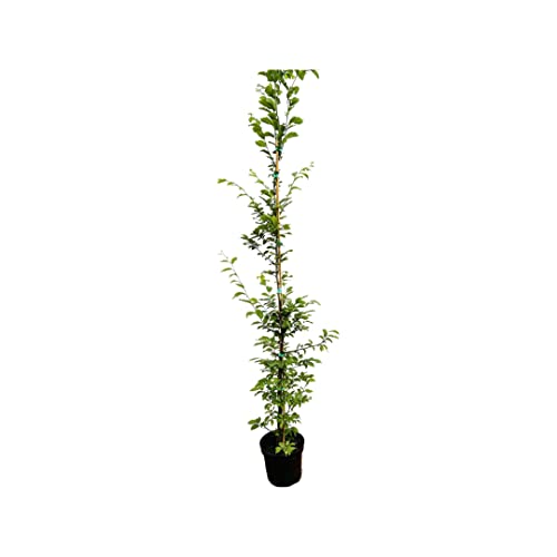 Carpinus betulus Hainbuche,winterhart, deutsche Baumschulqualität, im Topf für optimales anwachsen