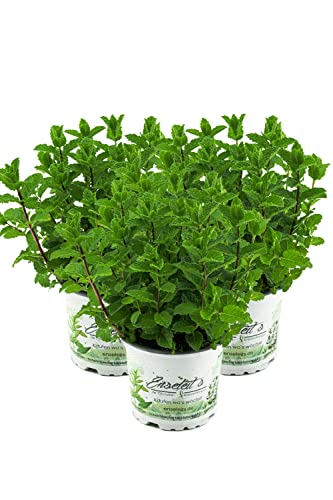 3er Set Marokkanische Minze,Mentha Spicata v. Crispa,frische Minze