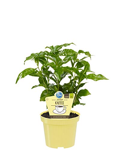 Bio Echter Kaffee Pflanze, (Coffea arabica), Kräuter Pflanzen aus nachhaltigem Anbau (1 Pflanze, je im 12cm Topf)