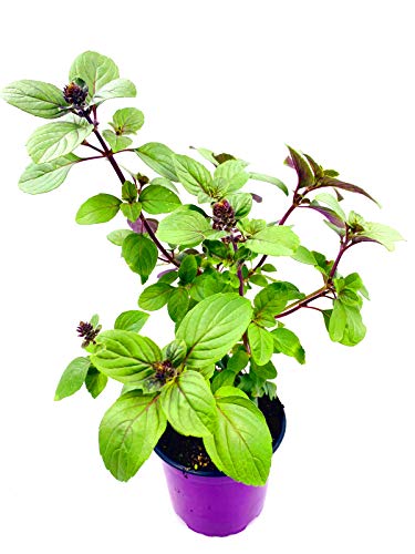Kräuterpflanze FLORAPARTNER Strauchbasilikum African Blue Ocimum kiliman.x basilicum 2er Set