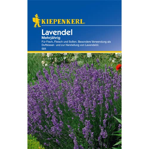 Kiepenkerl Lavendel Mehrjährig