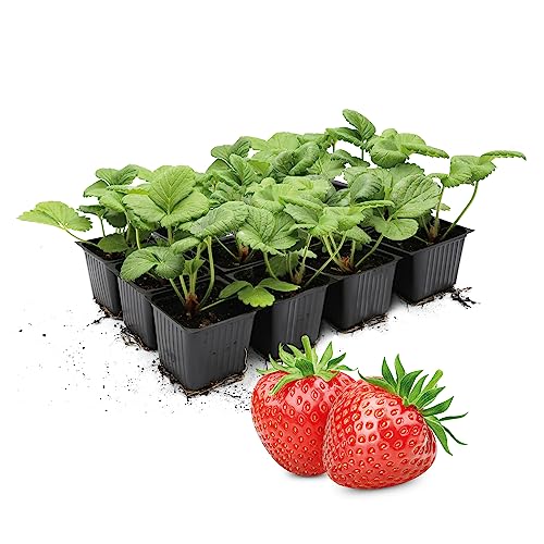 FLORTUS | Erdbeerpflanzen Hummi® Herzle | 12 Pflanzen | Erdbeeren im Topf | mehrjährig | winterhart | dunkelrote, süße Erdbeersorte