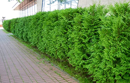 10 Thuja Brabant 80-100cm XXL ohne Topf gemessen frisch vom Feld Gartenhecke Heckenpflanzen Immergrüner Lebensbaum