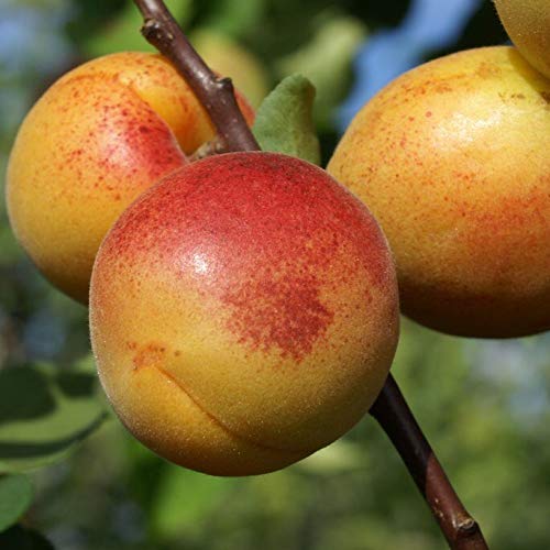 Aprikosenbaum Mombacher Frühe sehr frosthart süß saftig 110-140 cm 7,5-10 L Topf Unterlage Myrobalane