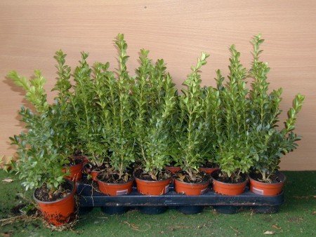 Buchsbaum Buxus sempervirens arborescens 15 cm hoch mit Topfballen 20 Stck.