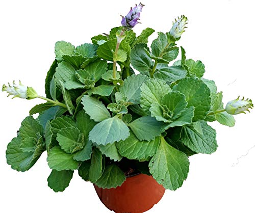 Coleus Canin'Verpiss-Dich®'-Pflanze,3 Pflanzen Katzenschreck, Katzen-Stopp
