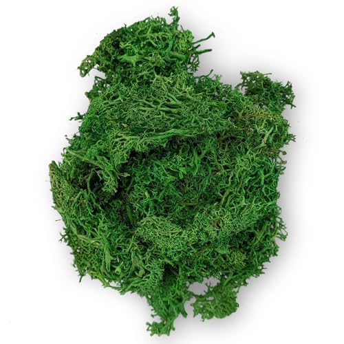 Netuno Deko-Moos Dunkel-Grün 30 Gramm Natur-Moos Rentiermoos zum Basteln und Dekorieren Modellbau DIY echtes Moos Islandmoos Bastelmoos Osterdeko Weihnachtsdeko Floristik Terrarium