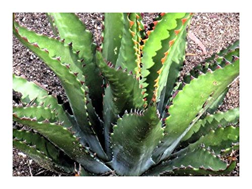 Agave gentryi - Winterharte Agave - 10 Samen
