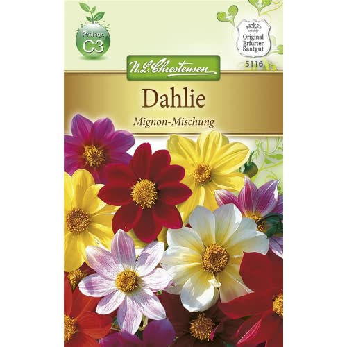 Chrestensen Dahlie 'Mignon-Mischung'