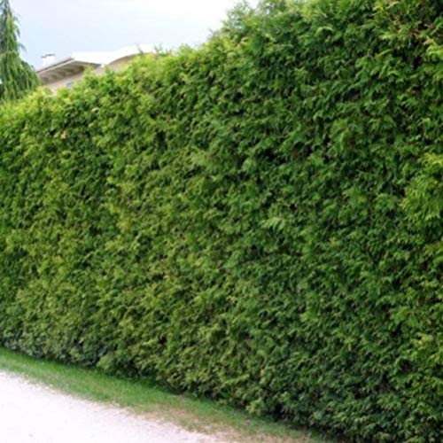 5 Thuja Brabant 140-150cm XXl ohne Topf gemessen frisch vom Feld Gartenhecke Heckenpflanzen Immergrüner Lebensbaum