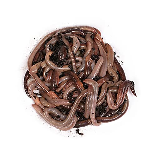 Natursache Tauwürmer lebend, 100 STK./Box I Lebender Angelköder für Wels, Forelle, Lachs, Aal, Zander, Hecht, Karpfen & alle Anderen Arten von großen Weißfischen I Ideales Zubehör für Angler