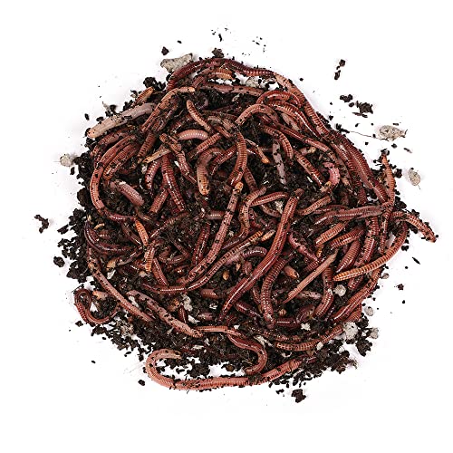 Natursache Dendrobena-Würmer lebend, 400 STK./Box I Lebender Angelköder für Forelle, Lachs, Aal, Barsch, Hecht, Karpfen & alle Anderen Arten von Weißfischen I Ideales Zubehör für Angler