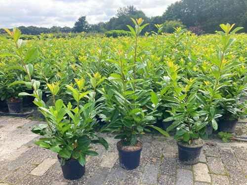 5st. schnellwachsende Kirschlorbeer Rotundifolia 60-100cm im Topf reine Pflanzenhöhe Prunus laurocerasus Lorbeer schnellwachsend Heckenpflanzen