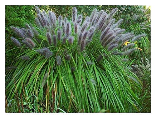 1 x Pennisetum alopecuroides 'Moudry' XXL Topf (Ziergras/Gräser/Stauden/Winterhart) Schwarzes Lampenputzergras 5 Liter Topf