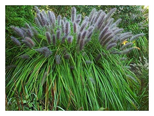 3 x Pennisetum alopecuroides 'Moudry' 1 Liter (Ziergras/Gräser/Stauden/Winterhart) Schwarzes Lampenputzergras