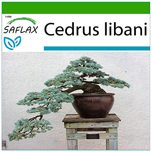 SAFLAX - Bonsai - Libanon Zeder - 20 Samen - Mit keimfreiem Anzuchtsubstrat - Cedrus libani