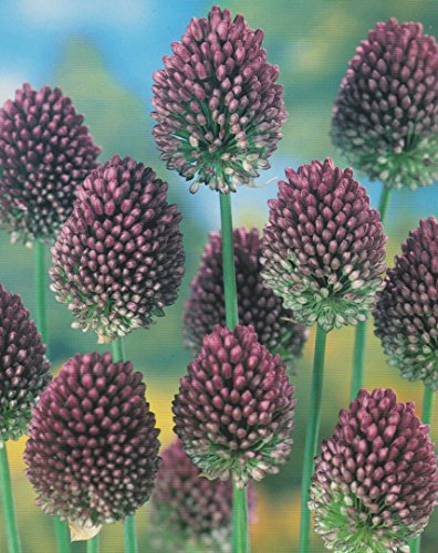 100 Allium Sphaerocephalon Zierlauch Blumenzwiebeln Alliumzwiebeln