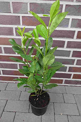 10st. Kirschlorbeer Novita 100-120cm im Topf reine Pflanzenhöhe Pflanzen XXL Prunus laurocerasus Lorbeer Gartenhecke Sichtschutz Kirschlorbeerhecke