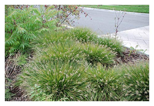 10 x Pennisetum alopecuroides ‚Little Bunny' 1 Liter (Ziergras/Gräser/Stauden) Lampenputzergras ab 3,19 pro Stück