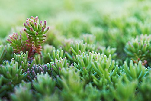 Grüne Tripmadam - Sedum reflexum 50 Samen