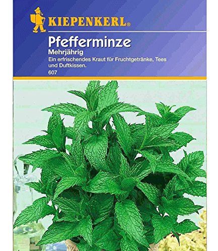 Kiepenkerl Pfefferminze mehrjährig, 1 Tüte Samen