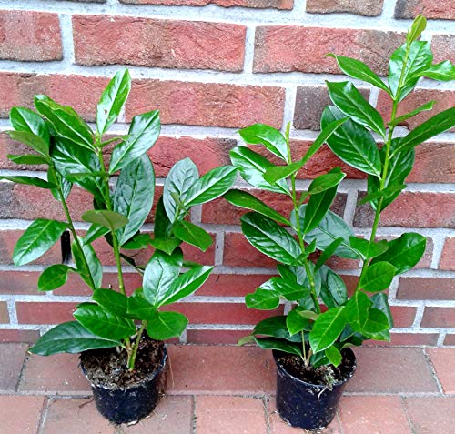 30 Stück Prunus laurocerasus 'Novita' (Höhe: 30-40 cm / Topfvolumen: 1,3 Liter), Hecke, immergrün, Kirschlorbeer