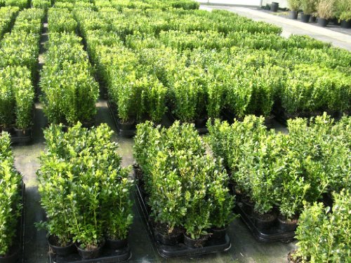 100 Buchsbaum Pflanzen im Topf, Buxus sempervirens, Höhe: 10-15 cm
