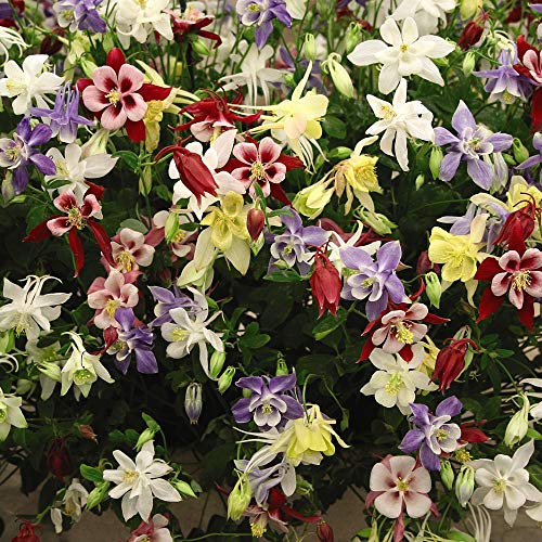 Thompson & Morgan Blumen Groß blumige Akelai Aquilegia McKana Giant Hybriden, Mischung, 200 Samen
