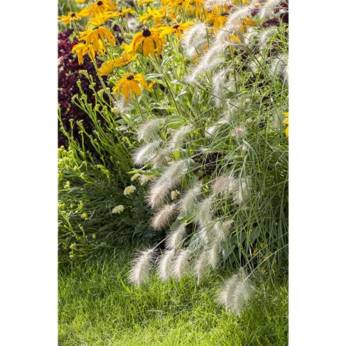 Pennisetum alopecuroides 'Hameln' - Garten-Federborstengras 'Hameln' - 9cm Topf