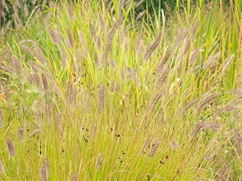 10 x Pennisetum alopecuroides ‚Hameln Gold ®' 1 Liter (Ziergras/Gräser/Stauden/Winterhart) Gelbes Lampenputzergras BLICKFANG
