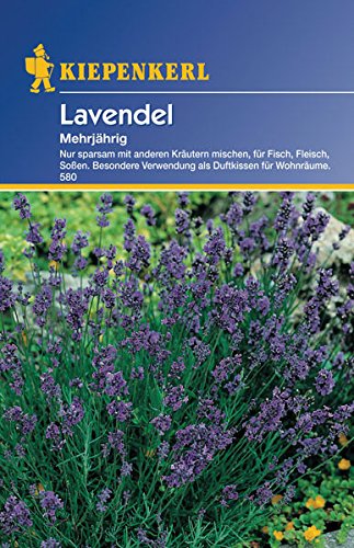 Lavendel, 'mehrjährig'