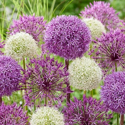 Allium Zwiebeln Winterhart Mehrjährig - Fantasia Budget - 15 Blumenzwiebeln - Allium Giganteum Zwiebeln - Duftende Pflanzen aus Holland für Garten, Topf (große Knollen, kein Samen, nicht künstlich)