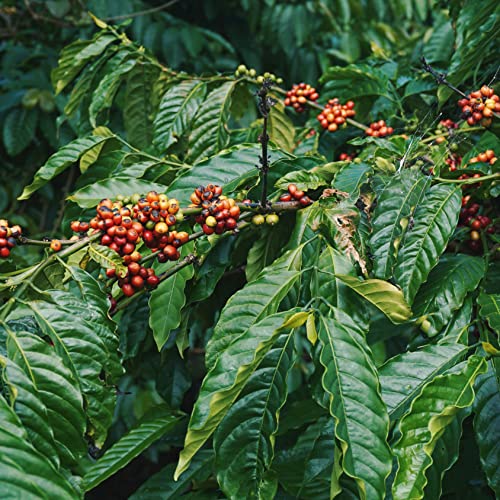 100 Kaffeesamen Arabica Coffea Kaffeepflanze Kaffee Garten Pflanze Kaufen Kaffe Bohnen Kaffeebaum Kaffebohnen Geschenk Bio GrüNpflanzen Saatgut MmergrüNer Zwergkaffee