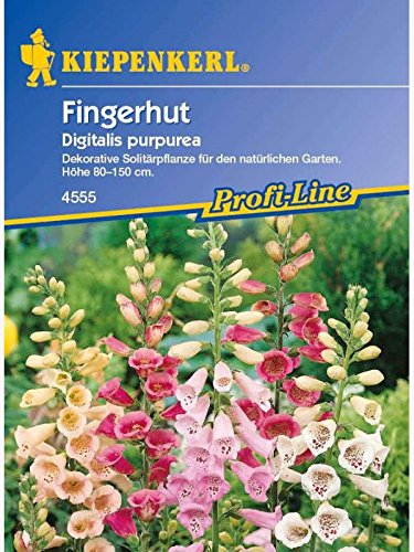 Kiepenkerl Digitalis purpurea