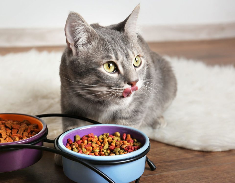 Futter für Katzen