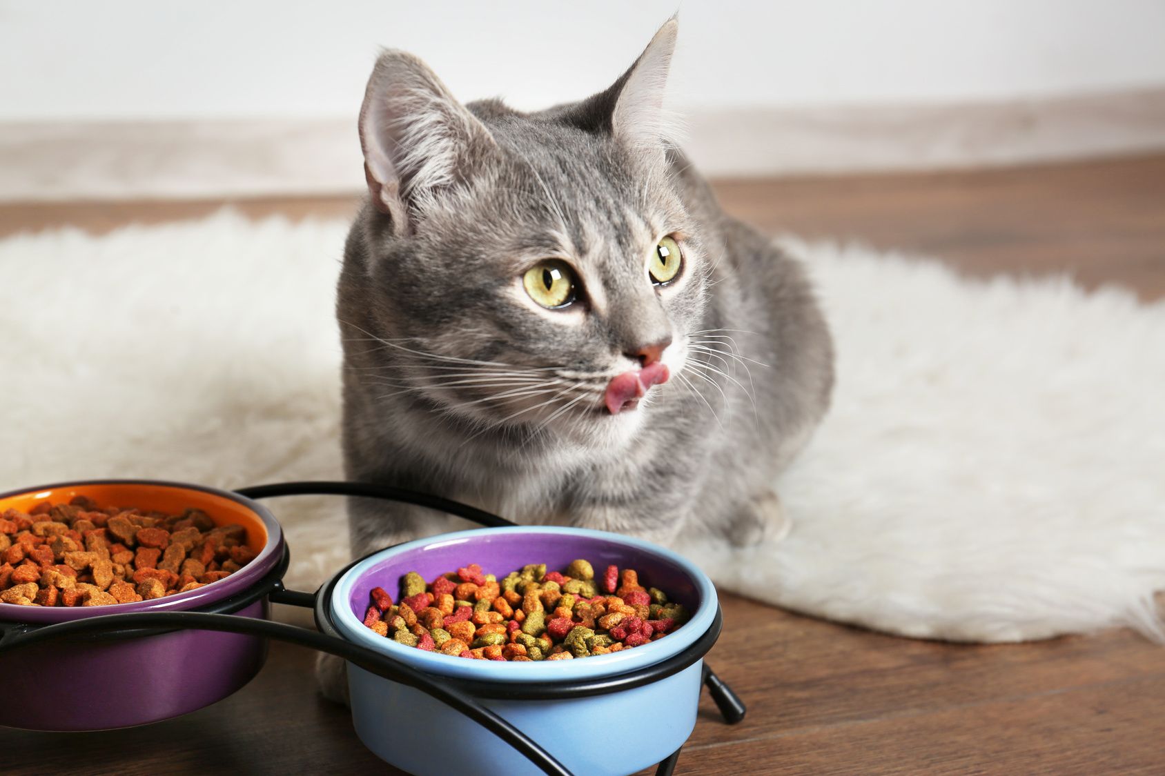 Futter für Katzen