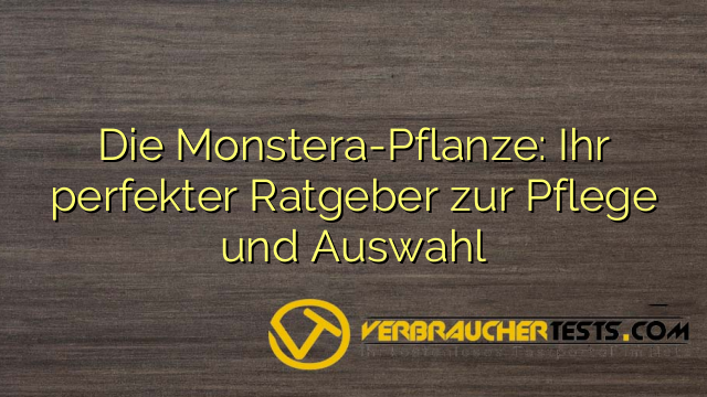 Die Monstera-Pflanze: Ihr perfekter Ratgeber zur Pflege und Auswahl